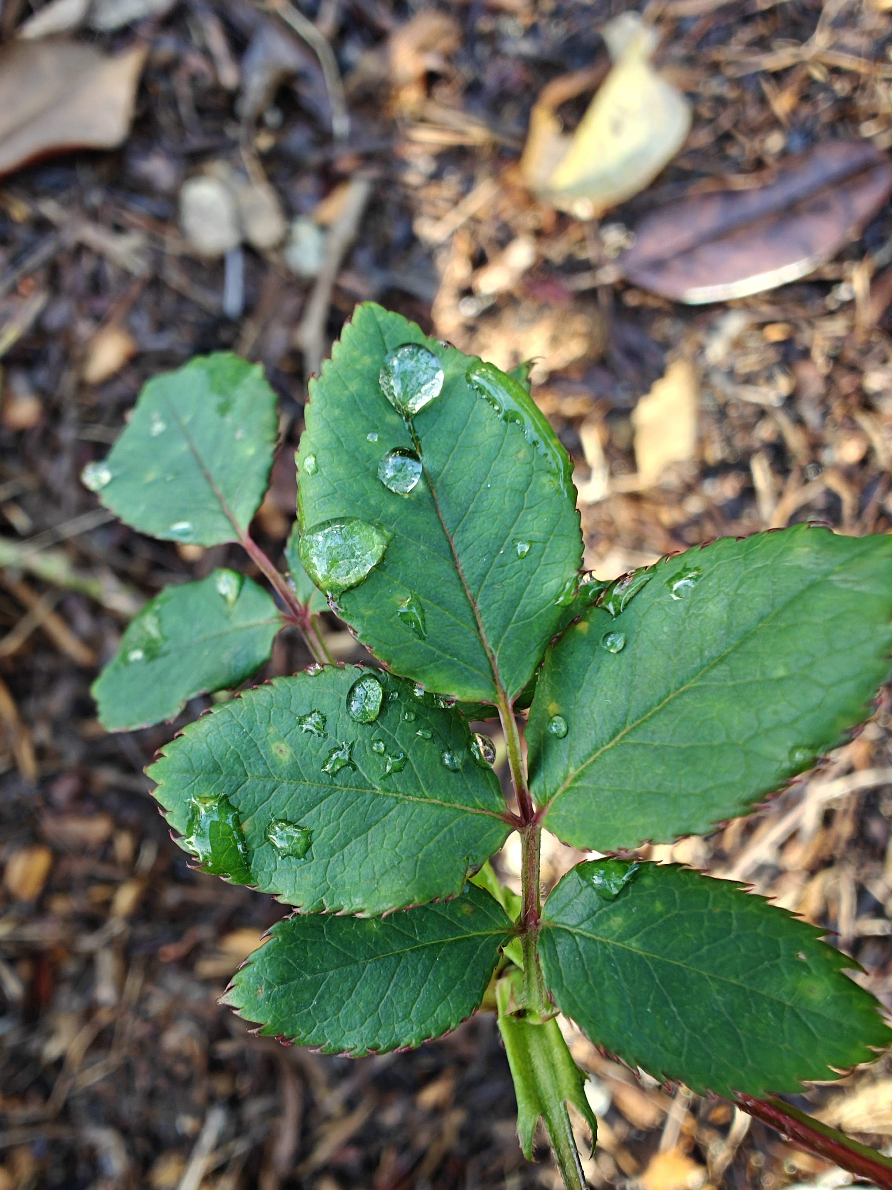 Macro shot of water drops on plant taken with OnePlus 12.